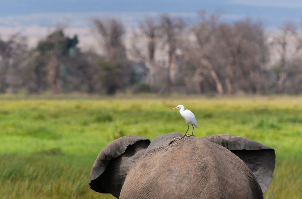 a-cattle-egret-on-the-back-of-an-african-elephant–amboseli-national-park–kenya-1030395118-5bda0e7446e0fb00515d4ff6