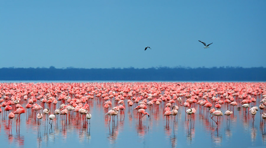 africa_kenya_lake_nakuru_gallery_flamingos